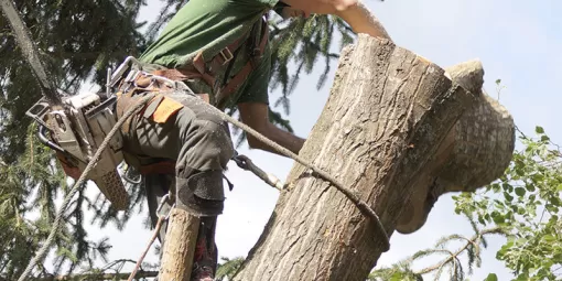 élagage d'arbre sur Porto Vecchio 