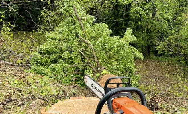 Élagage d'arbres, Porto-Vecchio, Monsieur Jérôme CUCCHI