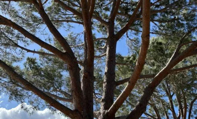 Élagage d'arbres, Porto-Vecchio, Monsieur Jérôme CUCCHI
